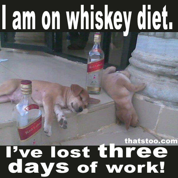 Funny-Drunk-Puppies-001